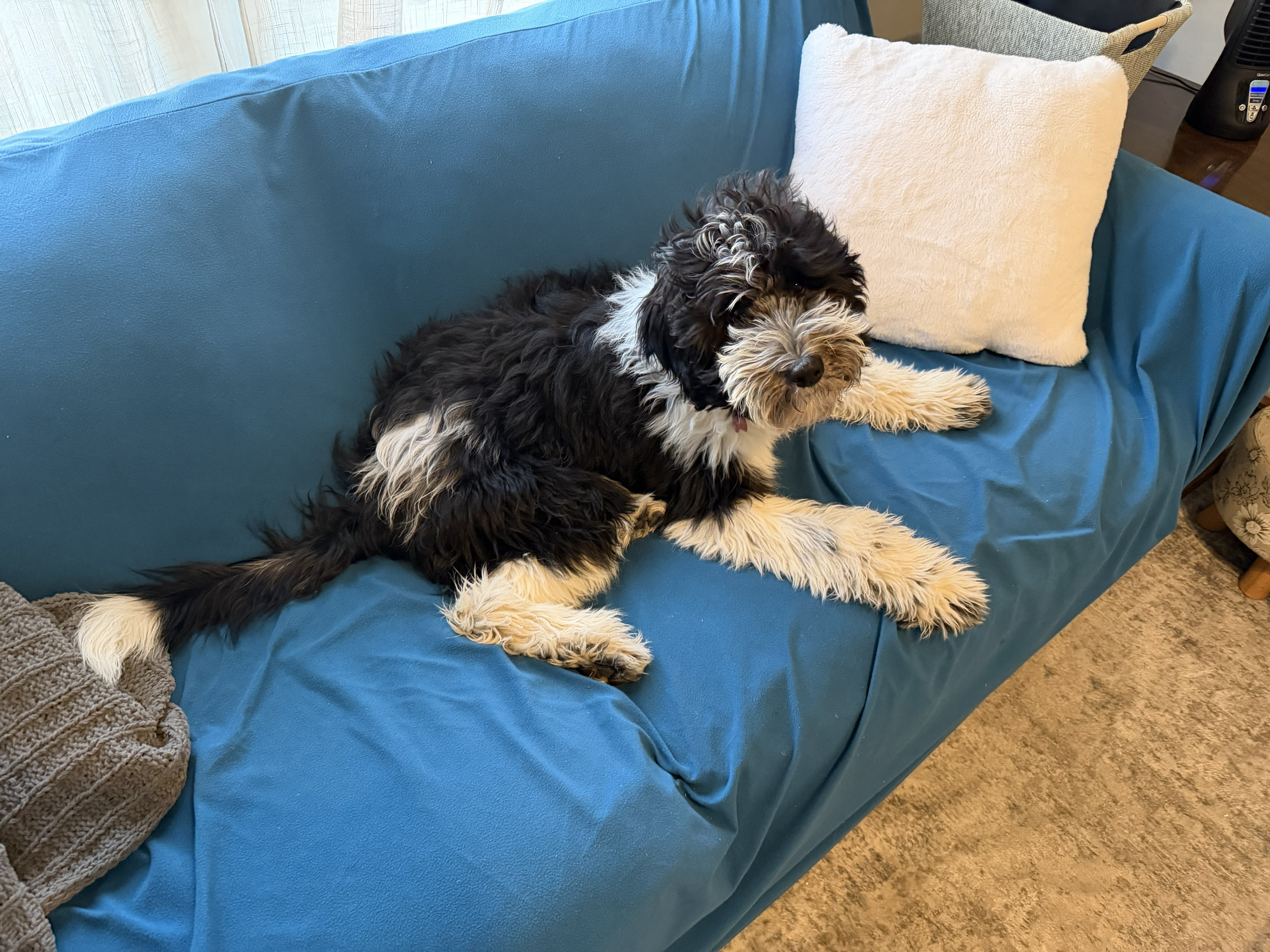 Junie, therapy dog